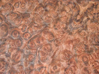 Eucalyptus Burl