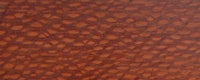 Roupala Lacewood